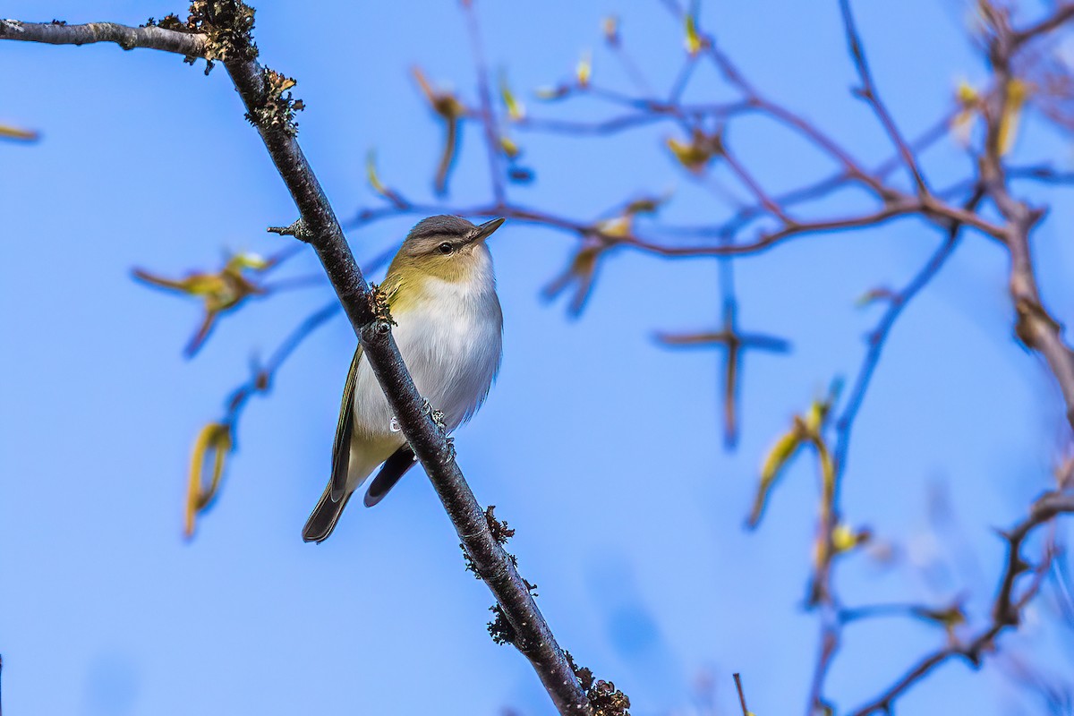 Red-eyed Vireo - ML578766221