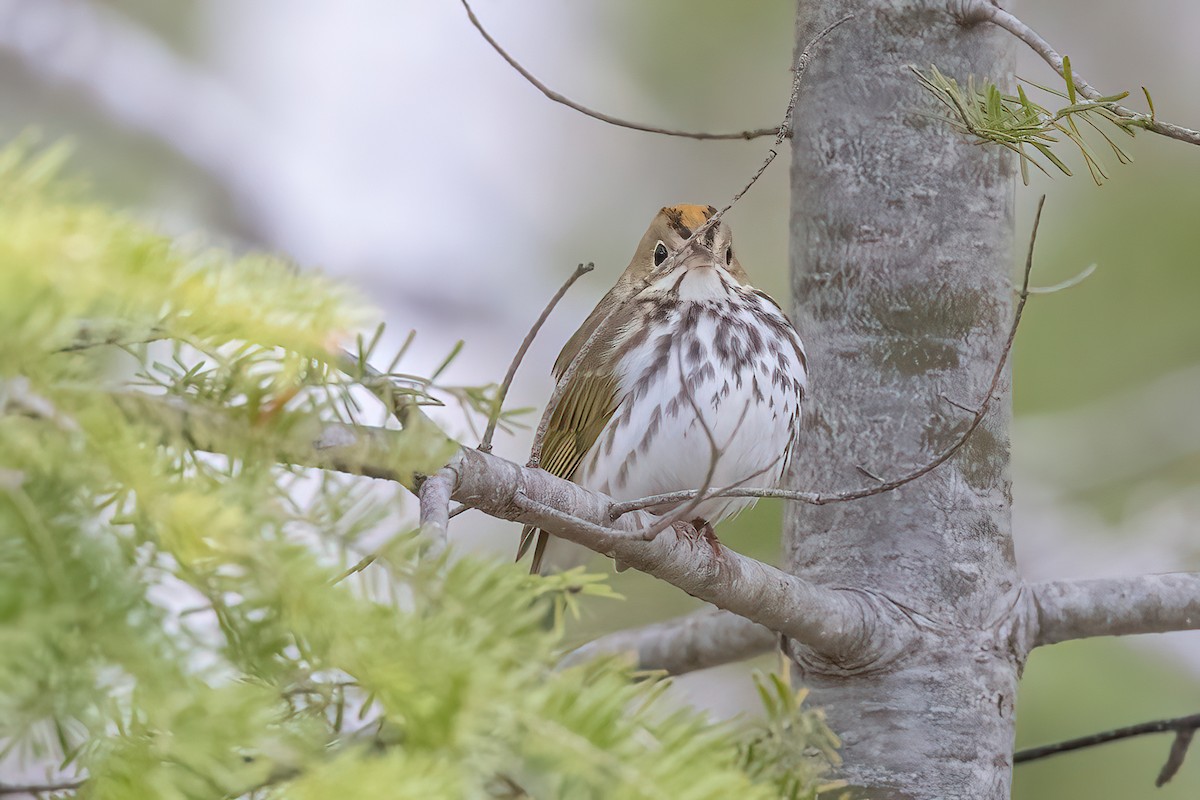 Ovenbird - Glen Roach