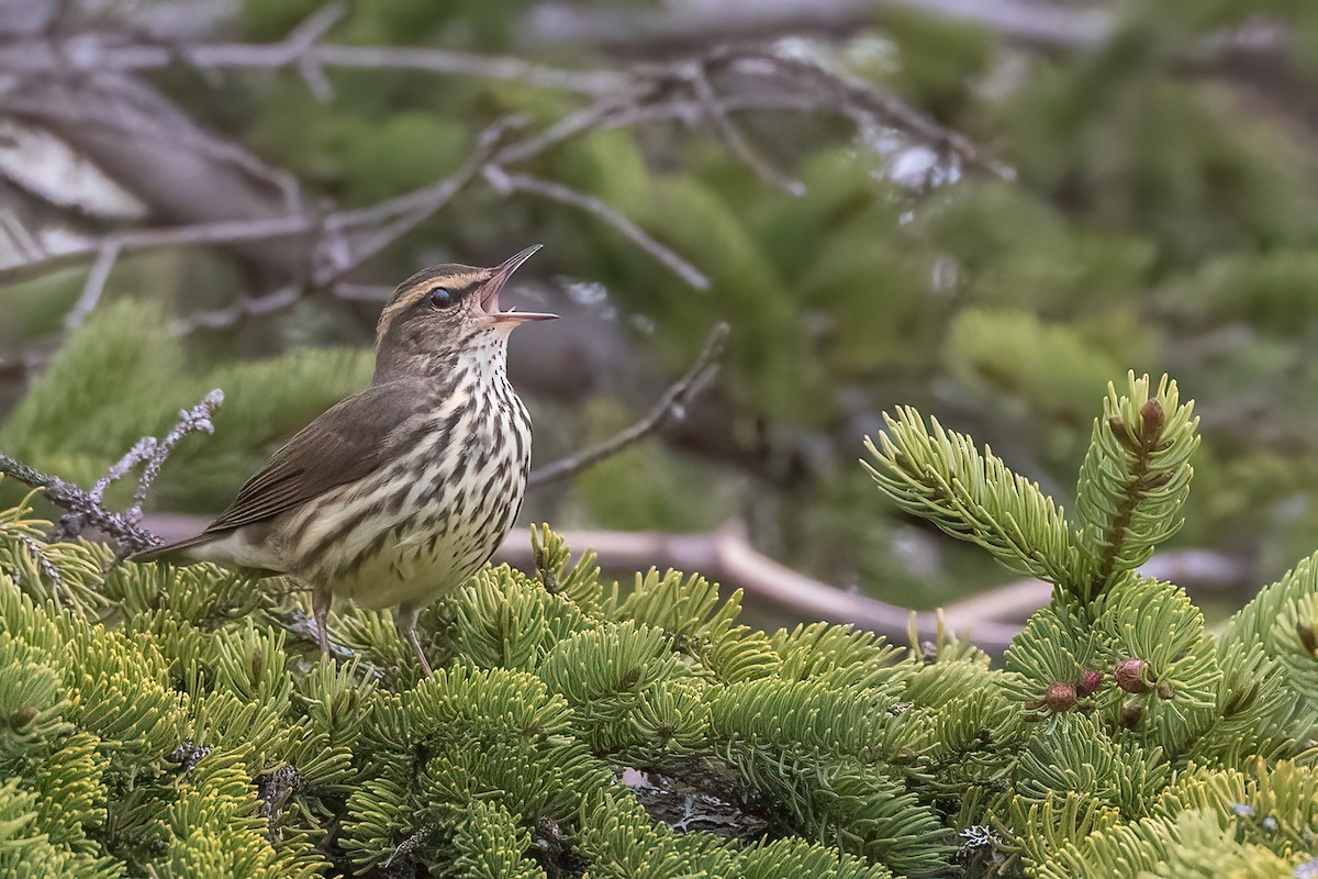 Northern Waterthrush - ML578766361