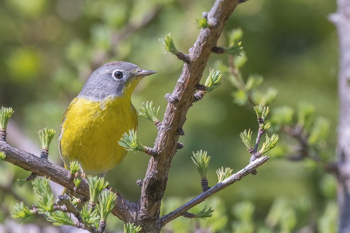 Nashville Warbler - ML578766481