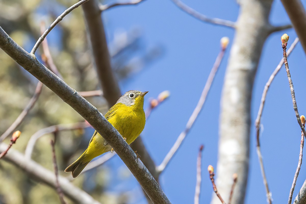 Nashville Warbler - ML578766491