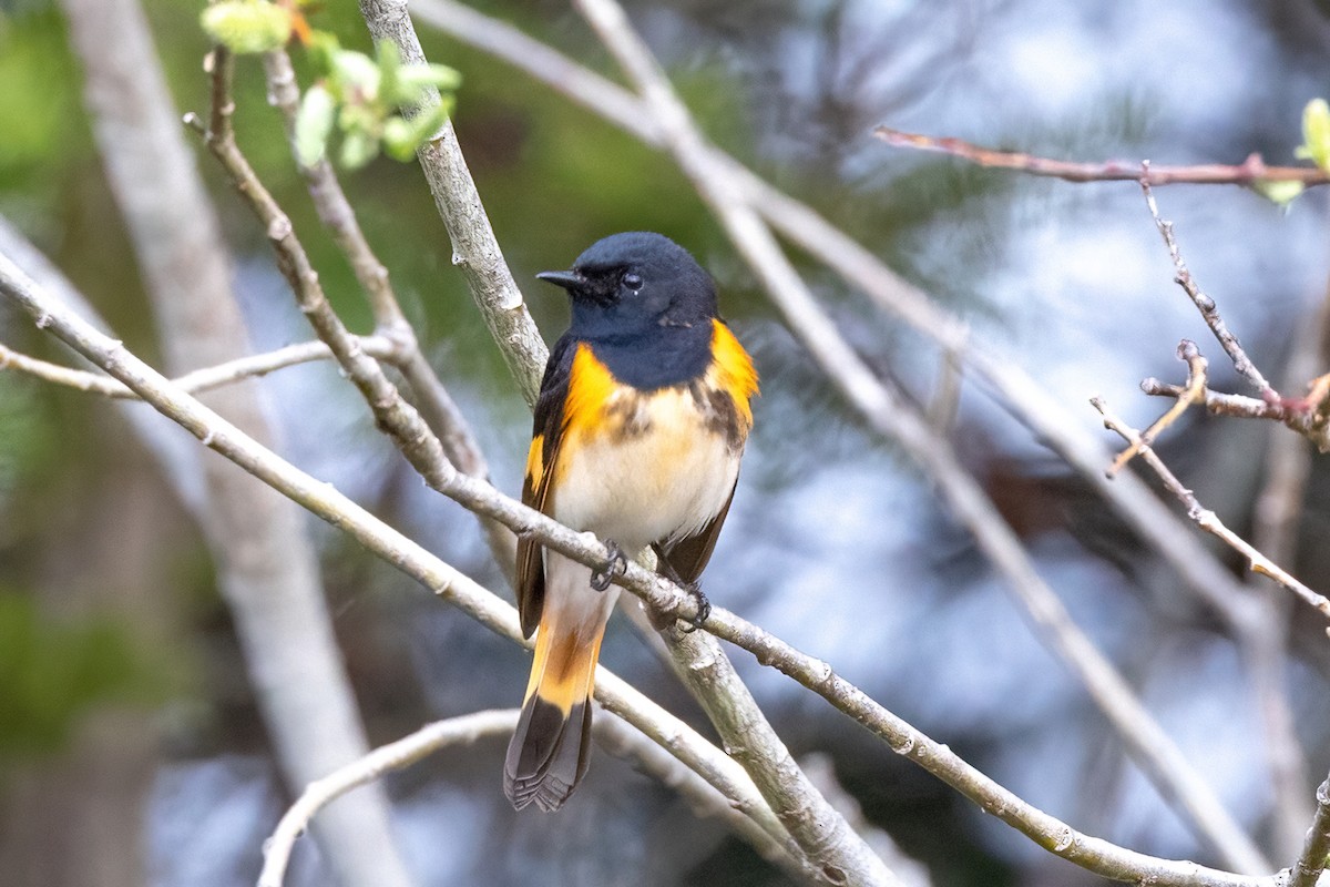 American Redstart - ML578766541