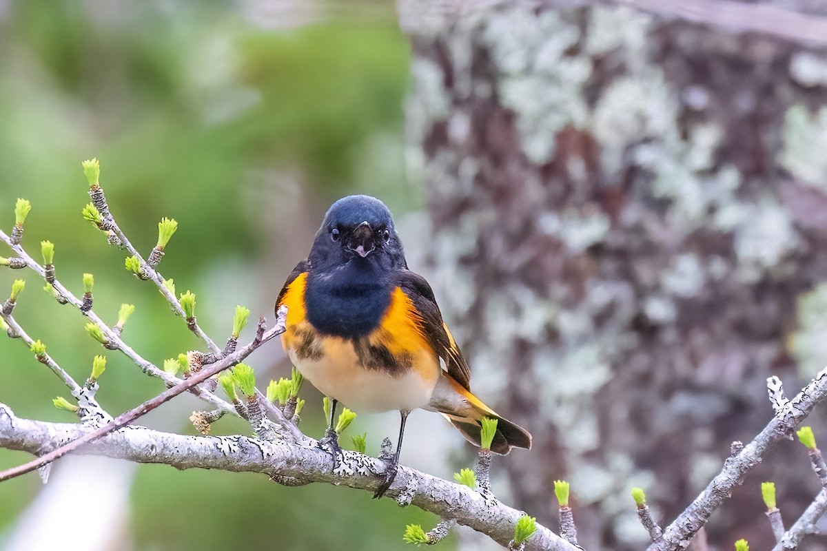 American Redstart - ML578766551