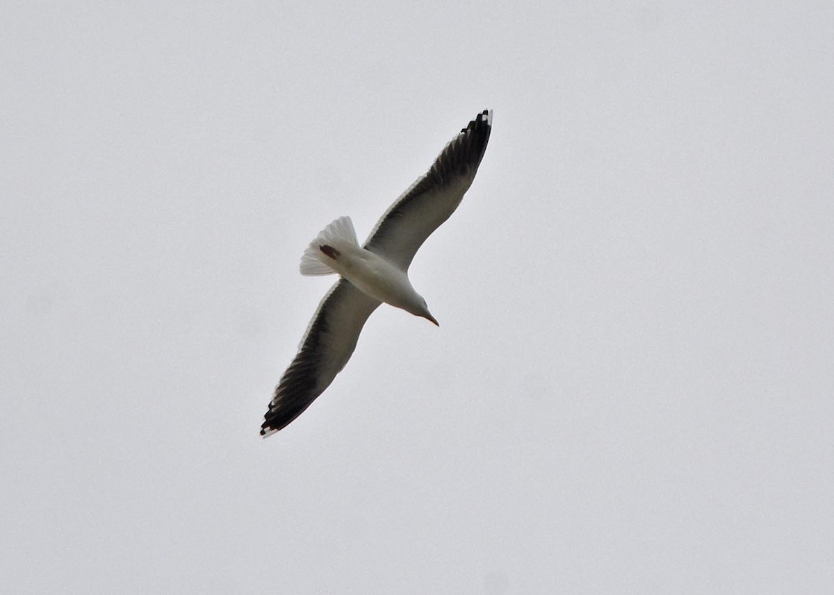 Great Black-backed Gull - ML57876671