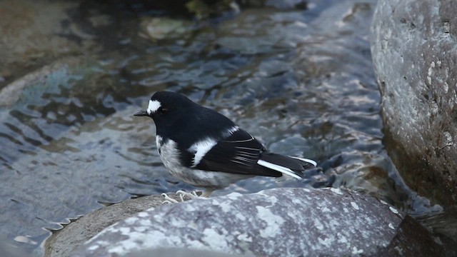 Little Forktail - ML578766721