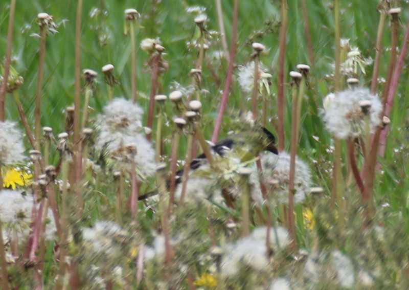 Lesser Goldfinch - ML578767481