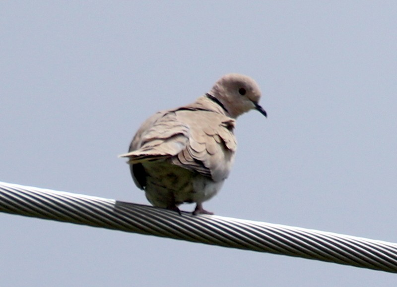 Eurasian Collared-Dove - ML578767951