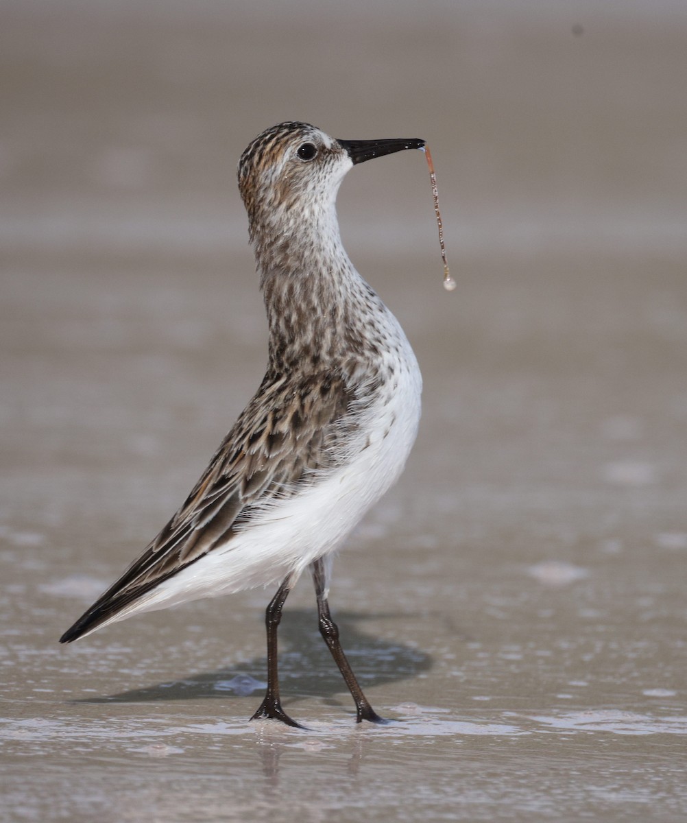 Semipalmated Sandpiper - Richard Brewer