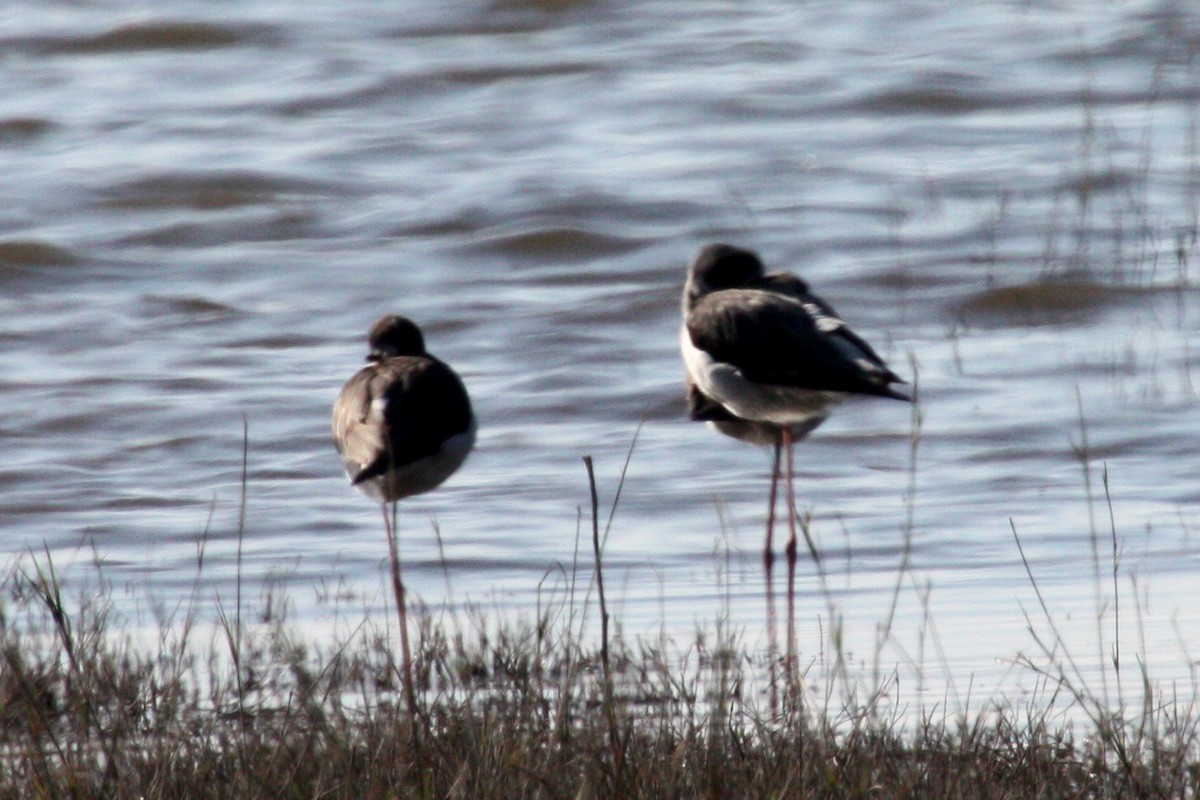 Black-winged Stilt - Stephen and Felicia Cook