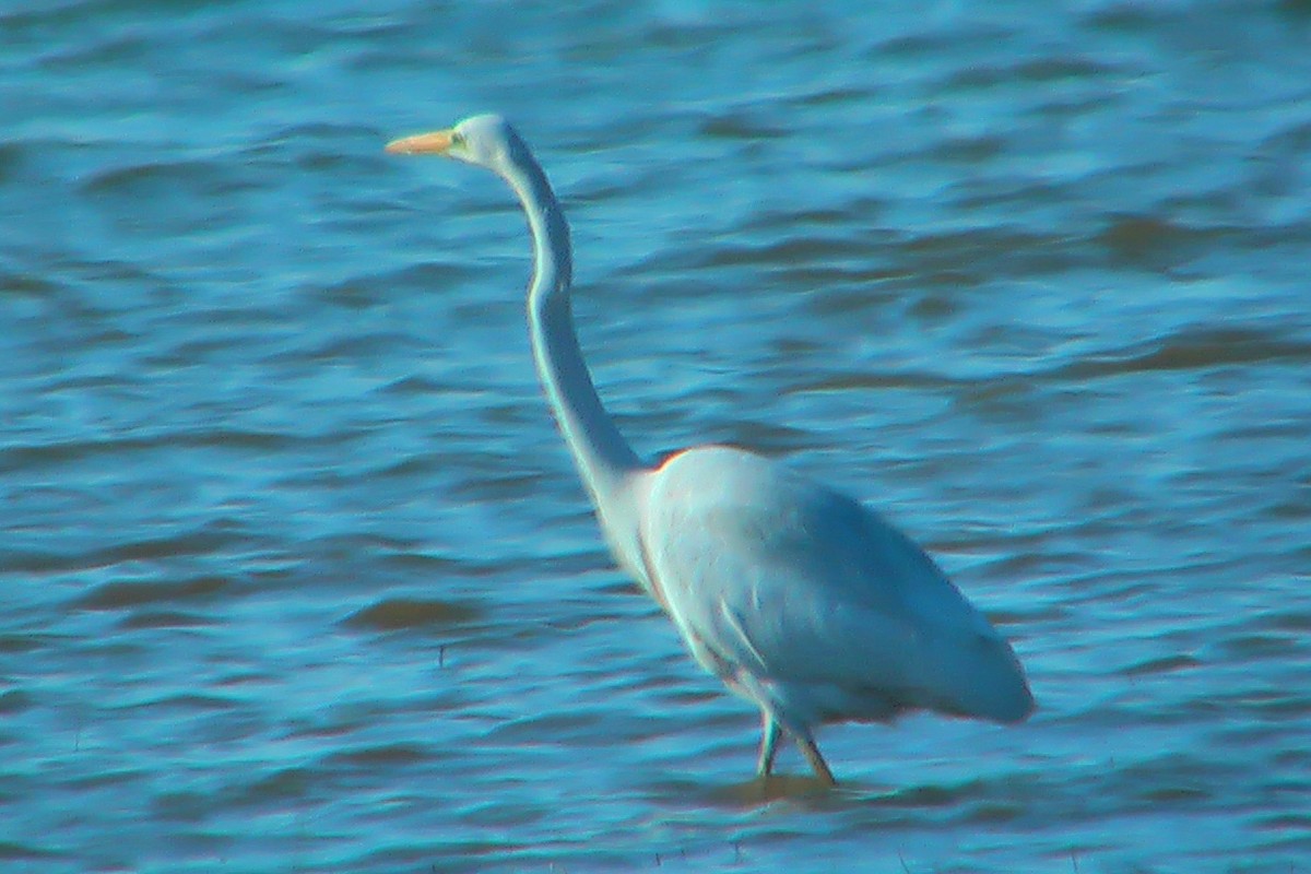 Great Egret - ML578770031