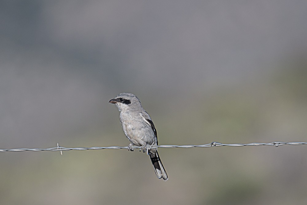 Loggerhead Shrike - Bert Filemyr