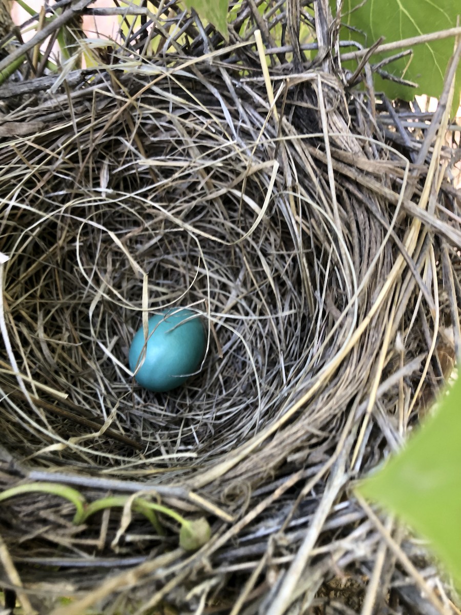 American Robin - ML578770501