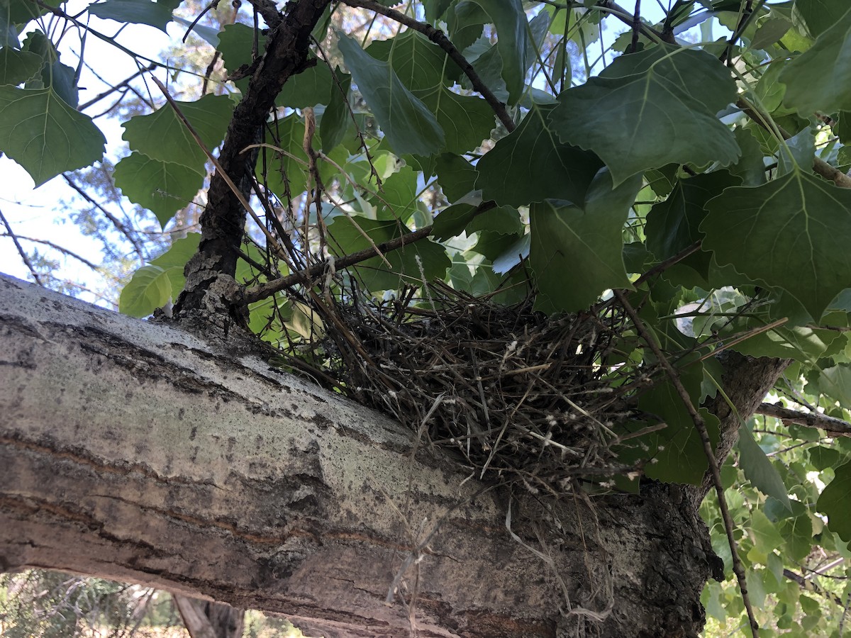 American Robin - ML578770521