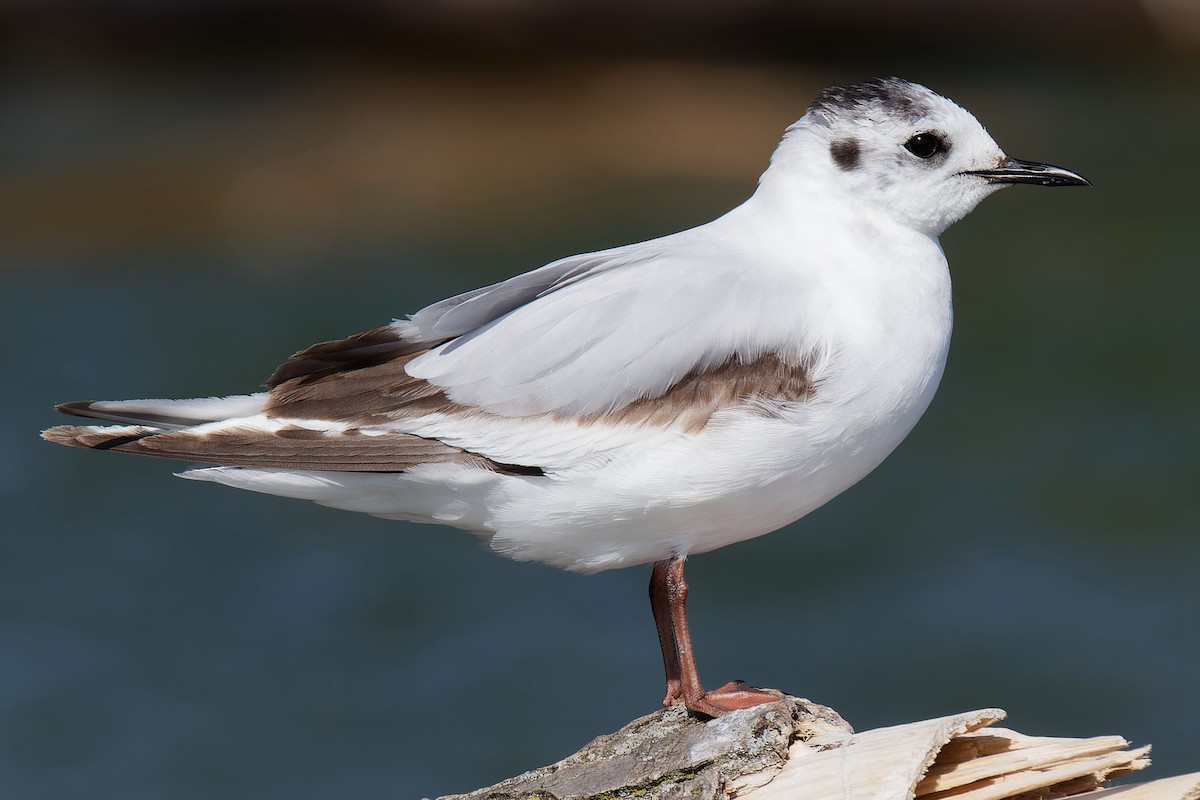 Little Gull - Robert Irwin
