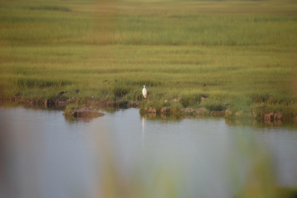 Snowy Egret - ML578771071