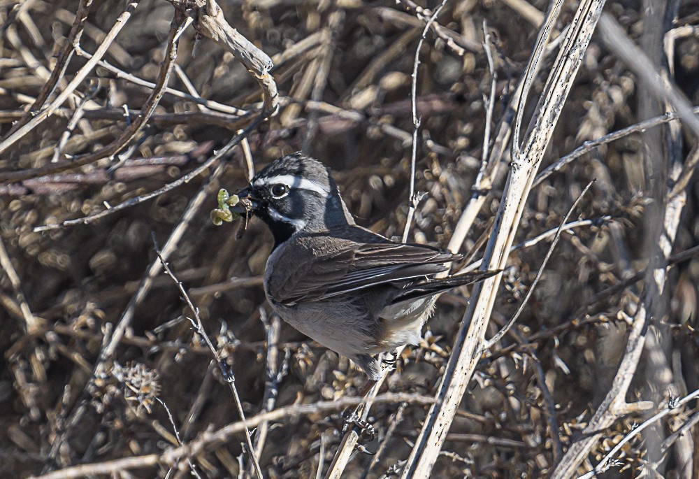 Black-throated Sparrow - ML578772241