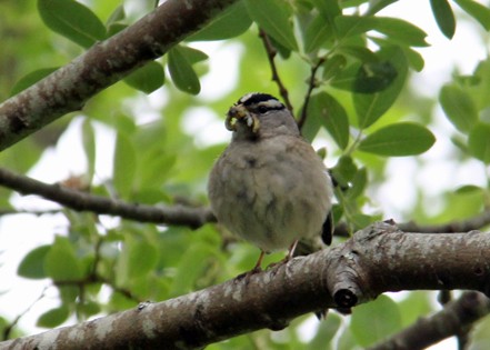 White-crowned Sparrow - ML578772431