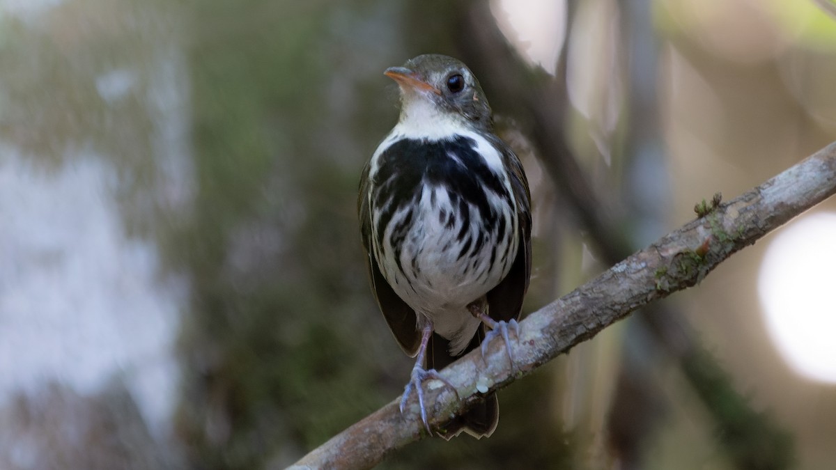 Southern Antpipit - ML578772451