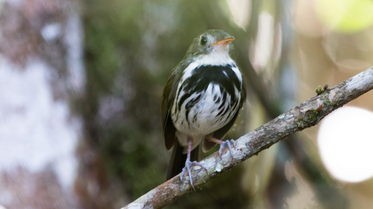 Southern Antpipit - ML578772461