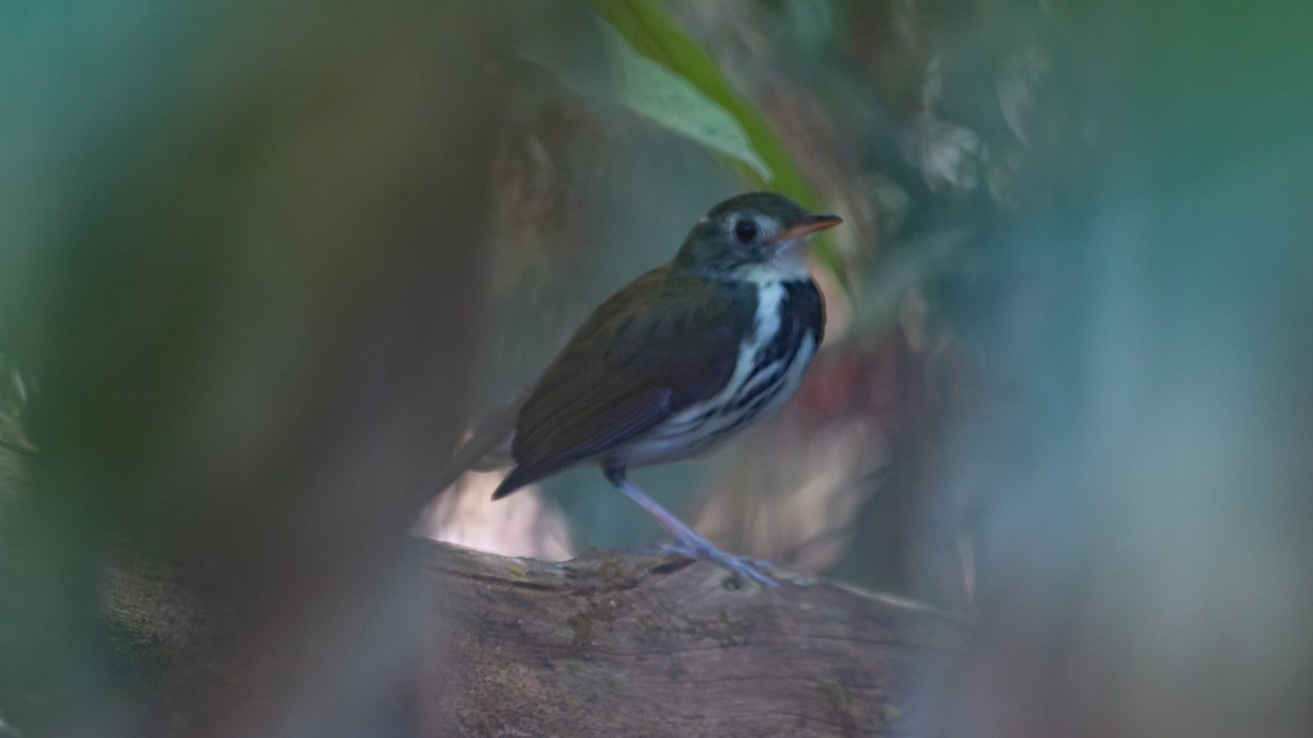 Southern Antpipit - ML578772471