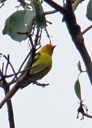 Western Tanager - ML578773141