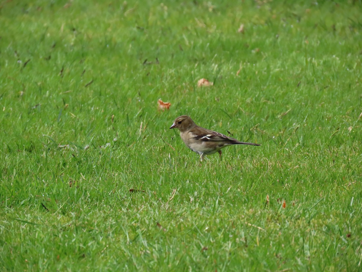 Common Chaffinch - ML578773581