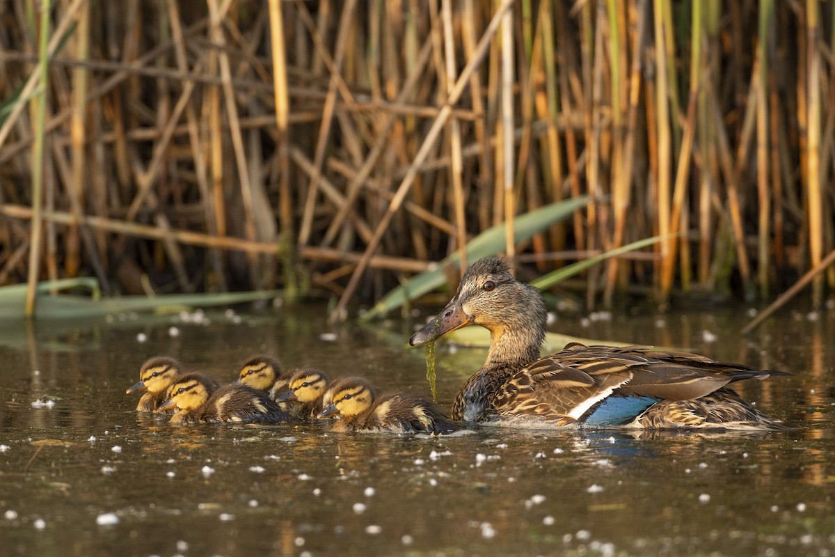 Mallard - ML578774081