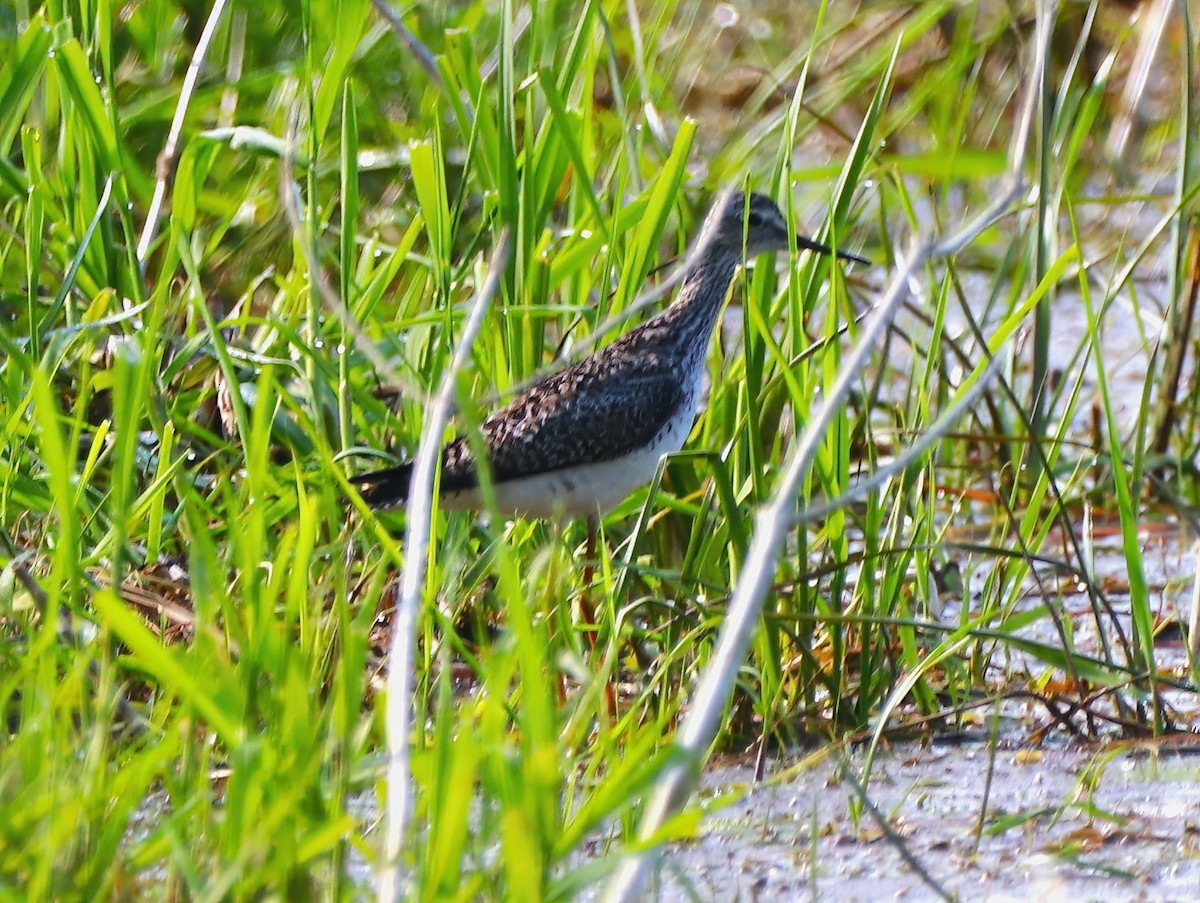 Greater Yellowlegs - ML578775091