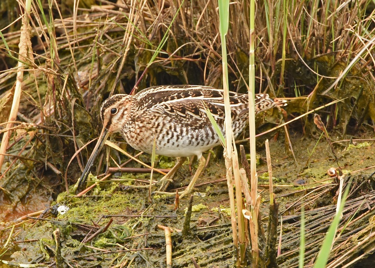 Wilson's Snipe - ML57877551