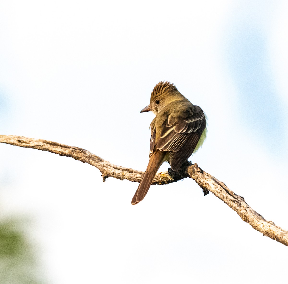 Great Crested Flycatcher - ML578775861