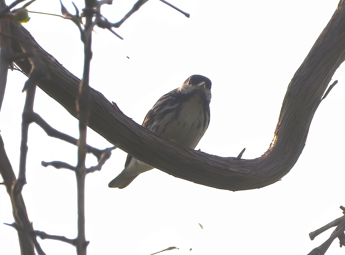 Blackpoll Warbler - ML578776671
