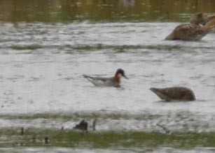 Red-necked Phalarope - Glenda Jones