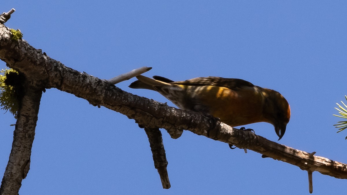 Red Crossbill - ML578777181