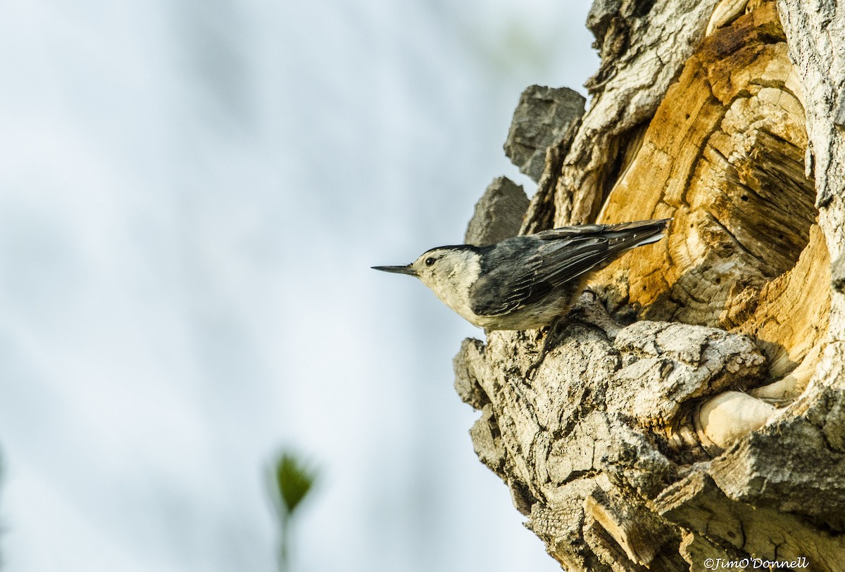 White-breasted Nuthatch - ML578777401