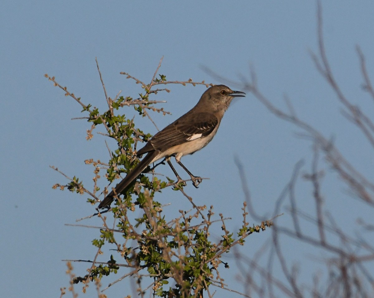 Northern Mockingbird - ML578777901