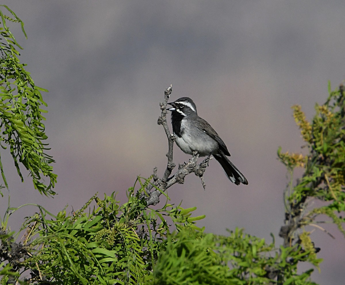 Bruant à gorge noire - ML578777941