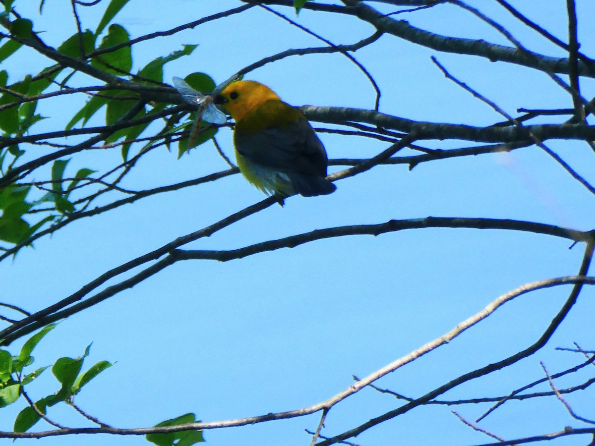 Prothonotary Warbler - ML578778051