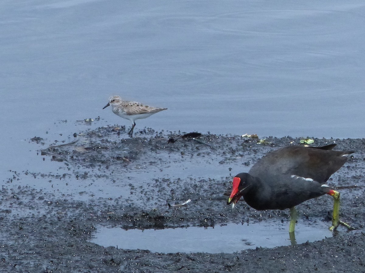 Semipalmated Sandpiper - ML57877811