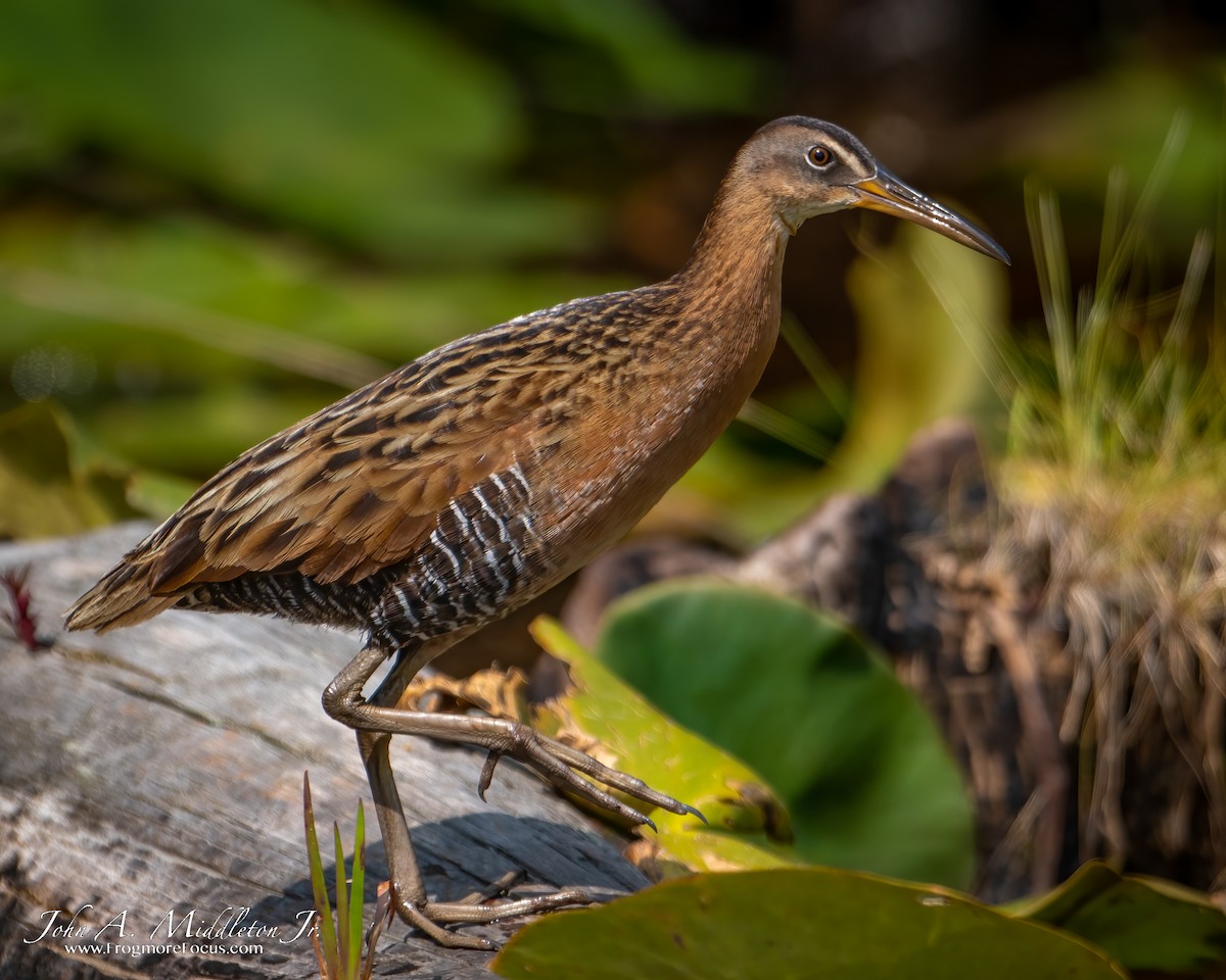 King Rail - ML578779081