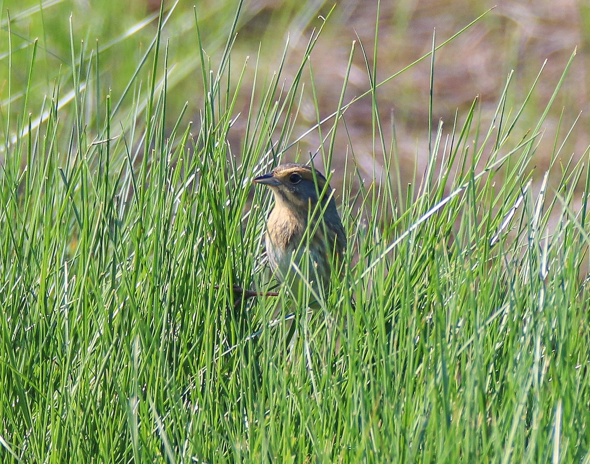 Nelson's Sparrow - Zachary Holderby