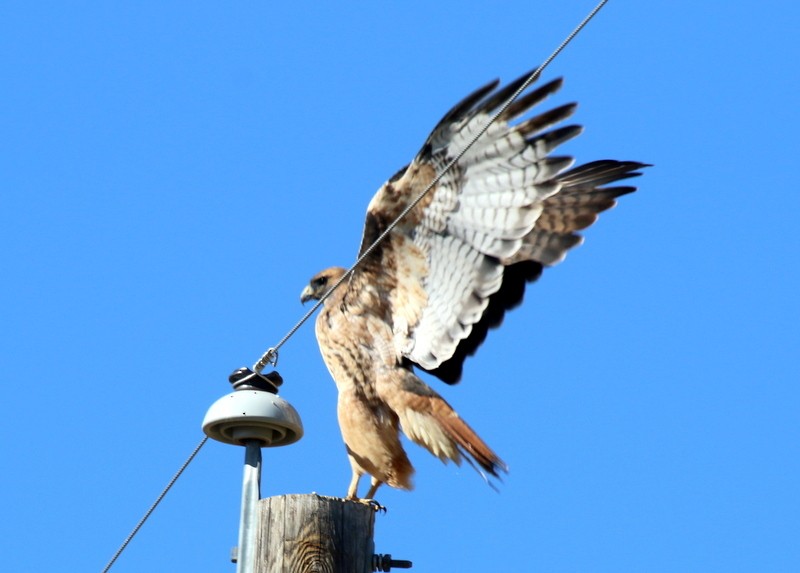 Red-tailed Hawk (calurus/alascensis) - ML578780891