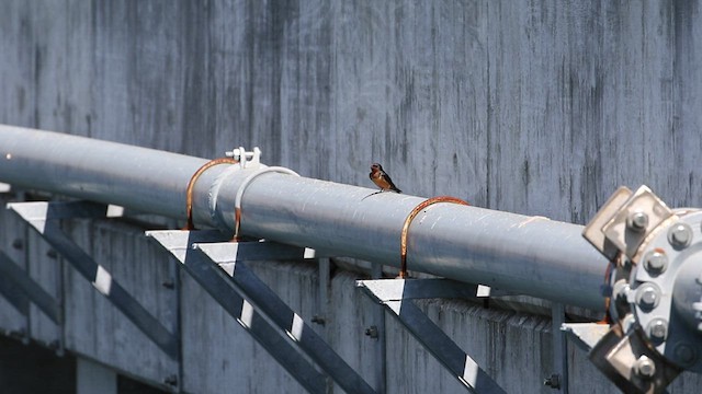 Barn Swallow - ML578781031