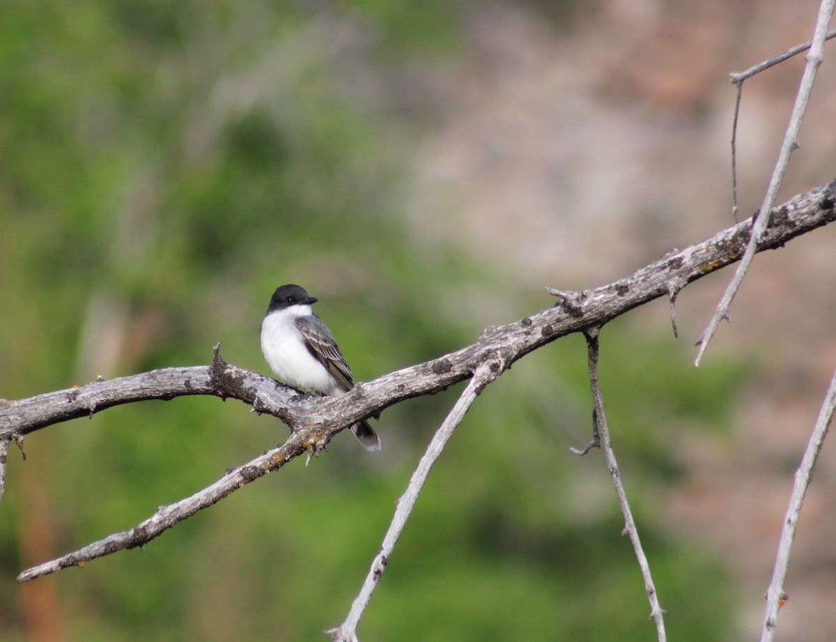 Eastern Kingbird - ML578781381