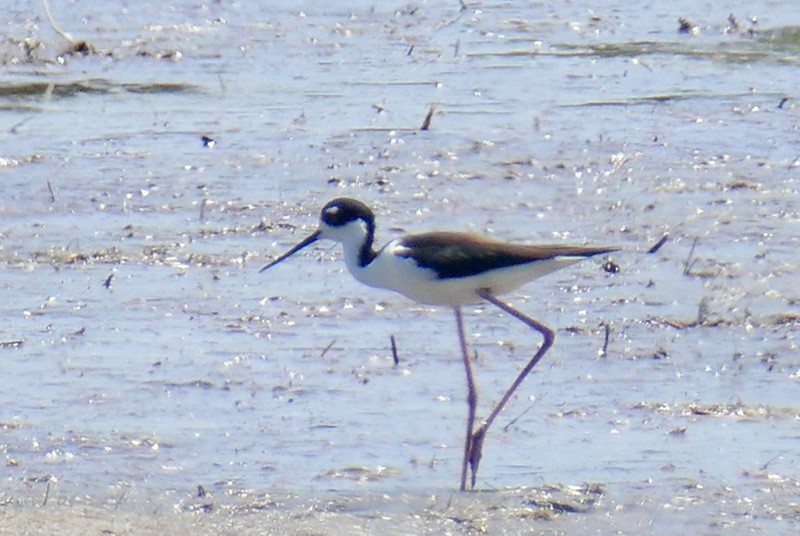 Black-necked Stilt - ML578781751