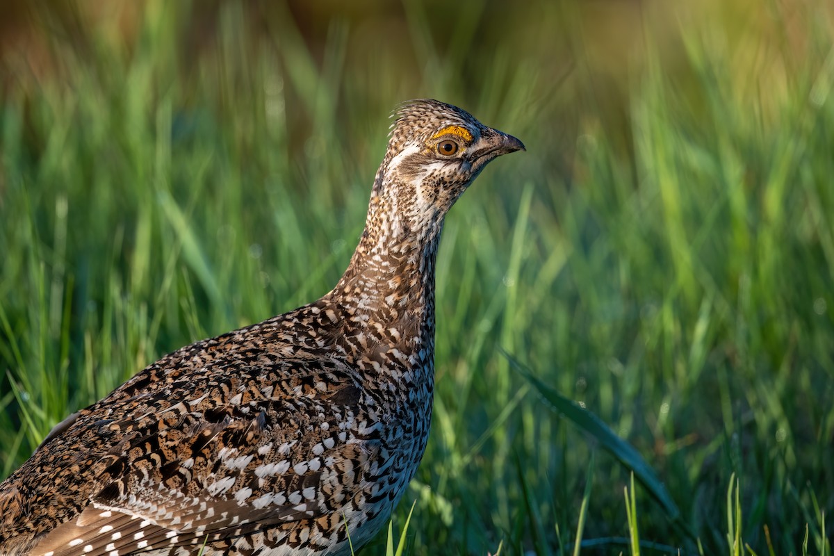 Sharp-tailed Grouse - ML578782121