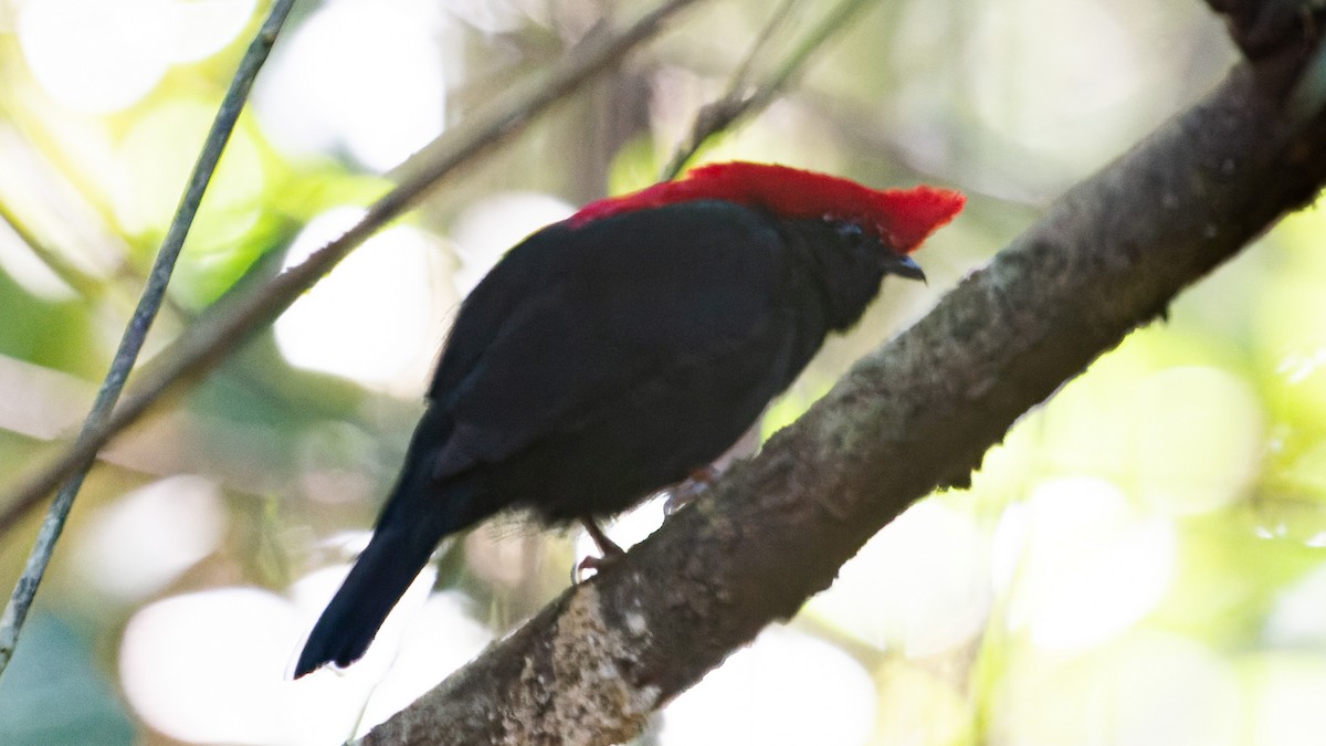 Helmeted Manakin - Ricardo Mitidieri