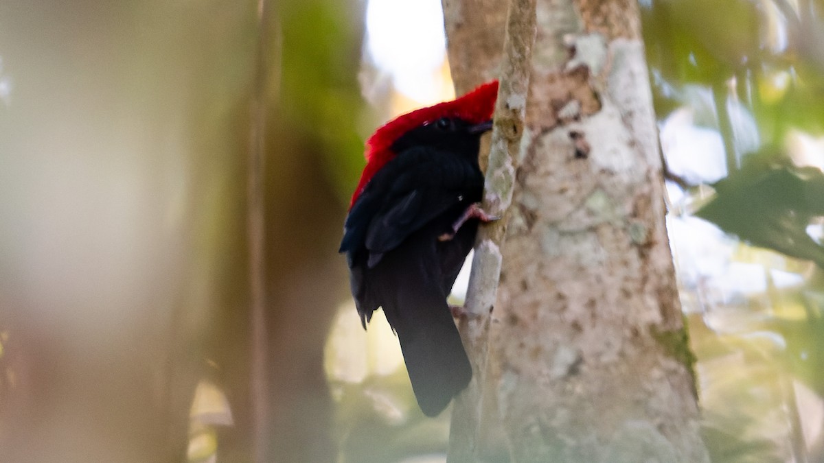 Helmeted Manakin - Ricardo Mitidieri