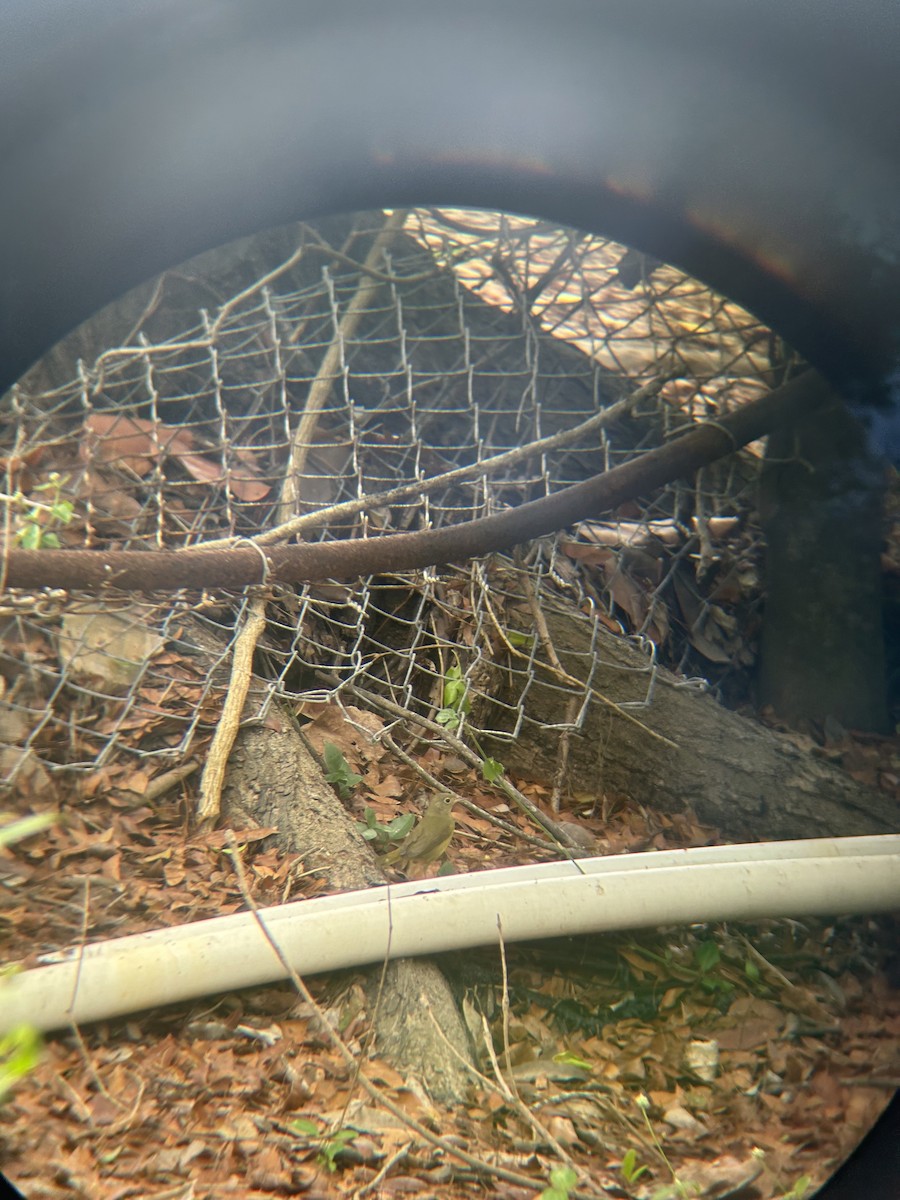 Connecticut Warbler - ML578783641