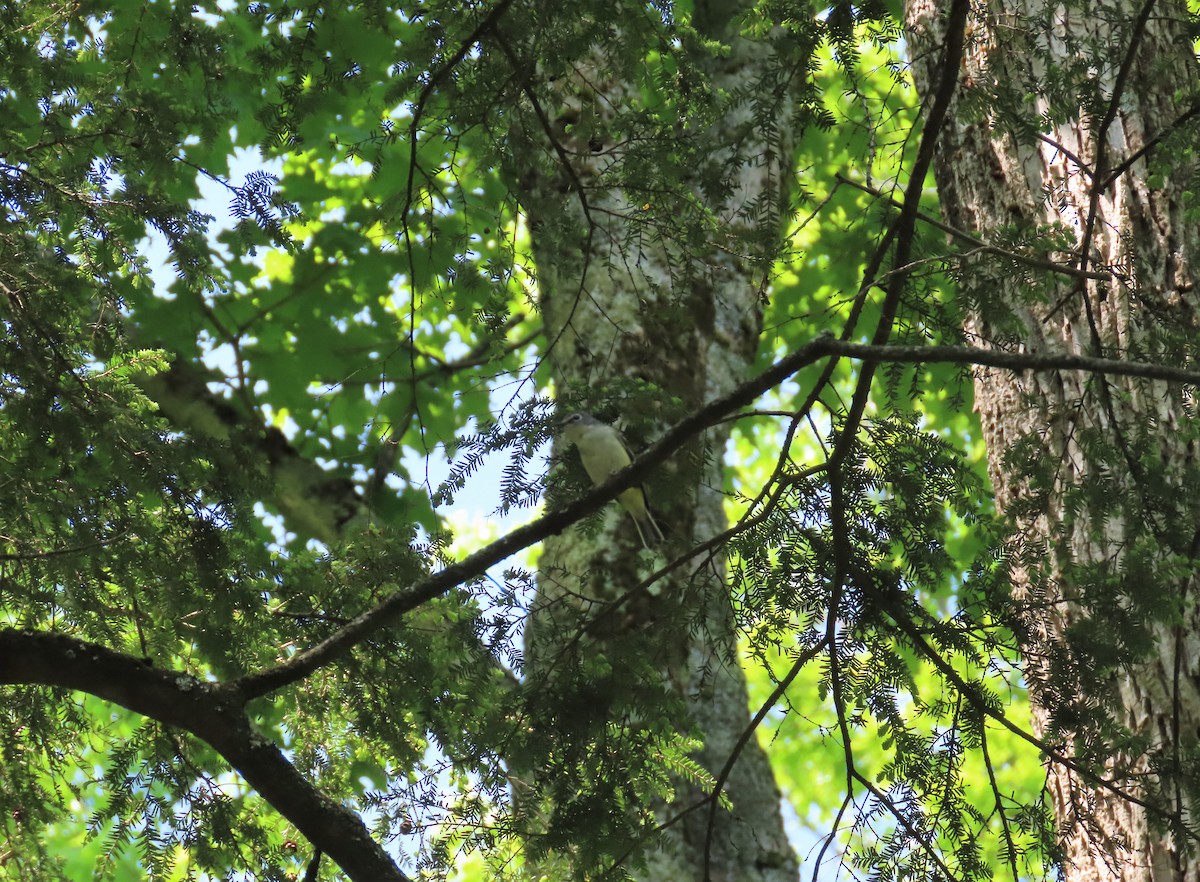 Blue-headed Vireo - ML578783841