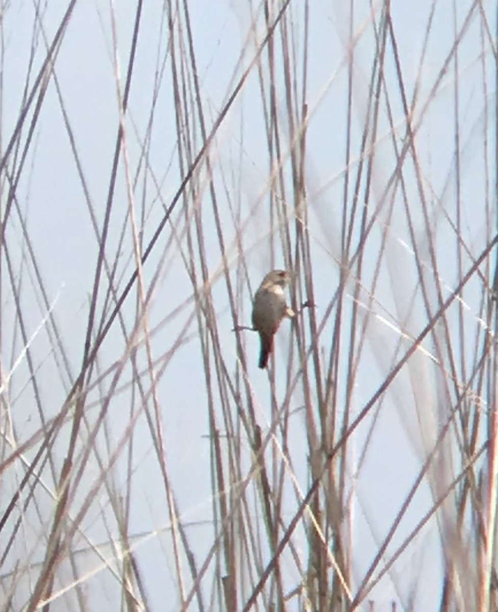 Sedge Wren - Rod Goforth